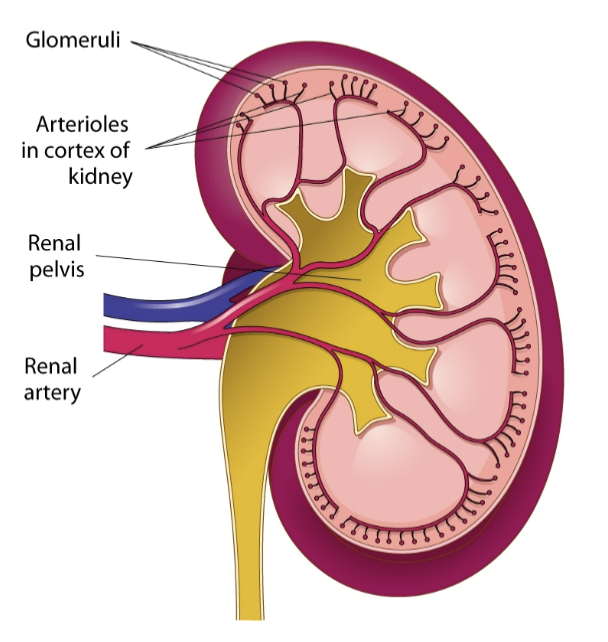 <p>how kidneys produce urine</p>