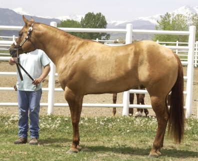 <p>What is this coat pattern called?</p><p>Hint: Dorsal stripe</p>