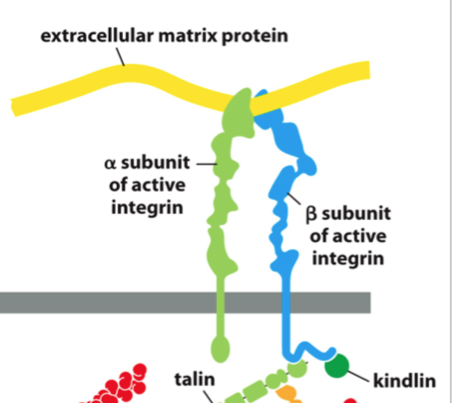 <p>Hvad er <strong>integriner</strong>?</p>