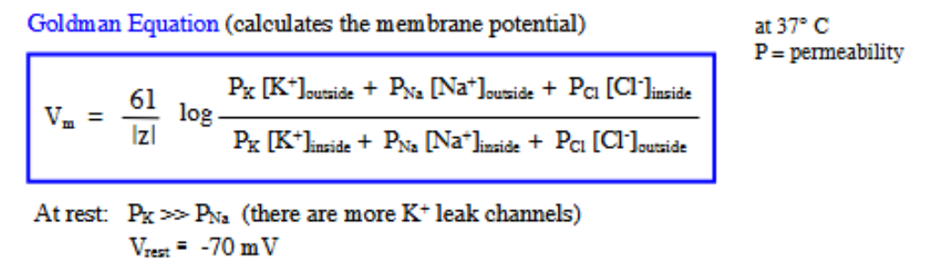<p>calculates the membrane potential of the cell</p><ul><li><p>when temp is at 37 degrees C</p></li><li><p>P= = permeability</p></li></ul><p>__</p><p>at rest:</p><ul><li><p>Vm = -70 mV</p></li><li><p>P<sub>K</sub> » P<sub>Na</sub> </p><ul><li><p>b/c at rest, there are more open K+ leak channels (than open Na+ leak channels) B/C the RMP is closer to the E<sub>K</sub> of -90 mV</p></li></ul></li></ul><p></p>