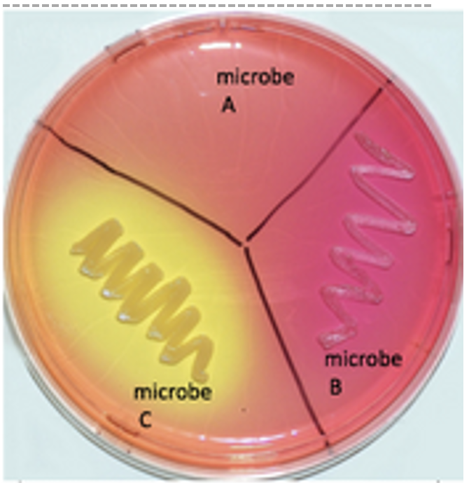 <p>selective for bacteria that can withstand salt and differential for bacteria that can ferment mannitol</p>