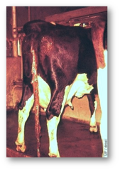 <p>What are the characteristics of a bovine retained placenta/fetal membrane?</p>