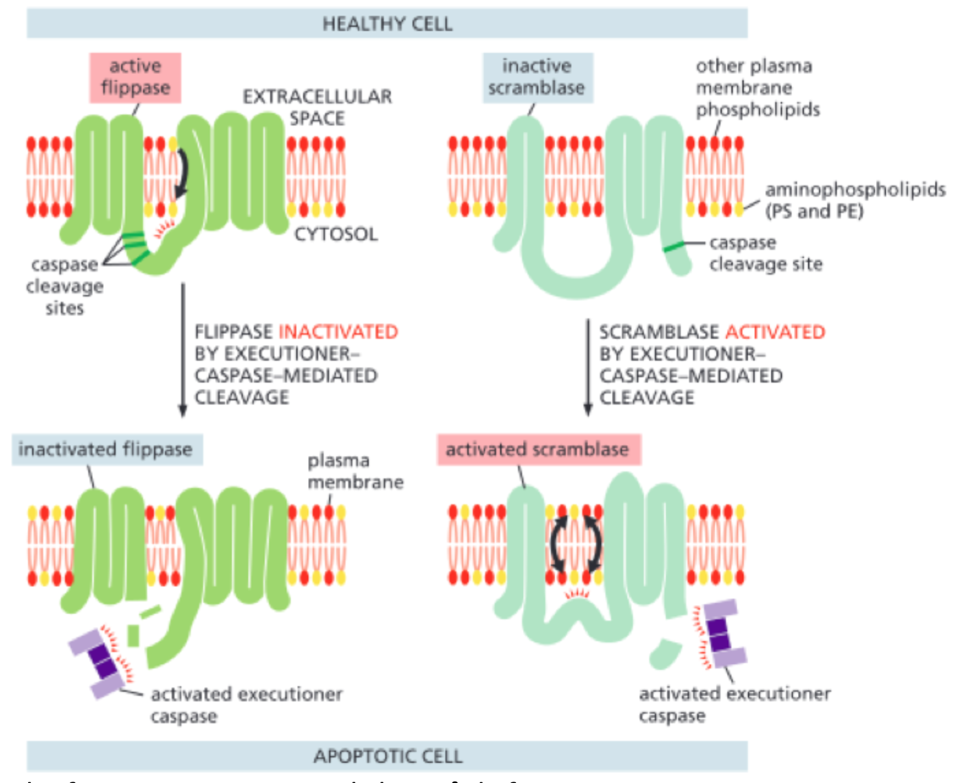 <p>Den <strong>aktiveres</strong> af caspase-afhængige mekanismer.</p>