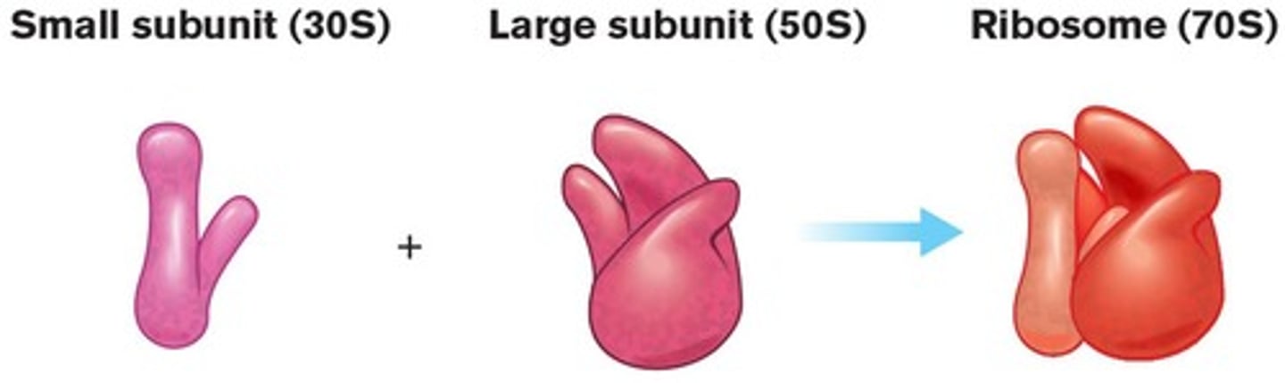 <p>50S + 30S = 70S.</p>