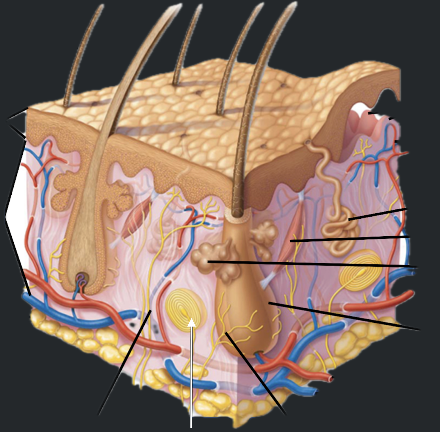 term image