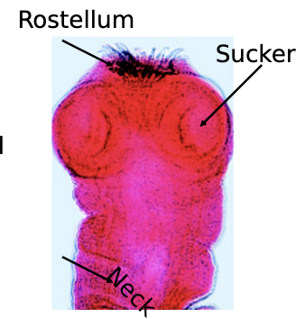 <p>scolex</p>
