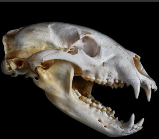 <p>Feet: plantigrade, 5-5. Teeth: 3/3,1/1<strong>, 4/4,2/3</strong>.<strong> No carnassial pair</strong>. Premolars tiny, may not be in a found skull.</p><p>Skull: Medium rostrum, oval skull. <strong>Alisphenoid canal present</strong>.</p><p>Diurnal. Omnivores. Mate in June/July, give birth in winter dens (January). Young stay with mother for 2 yrs. Mature ~5. 2-3 years between breeding.</p>
