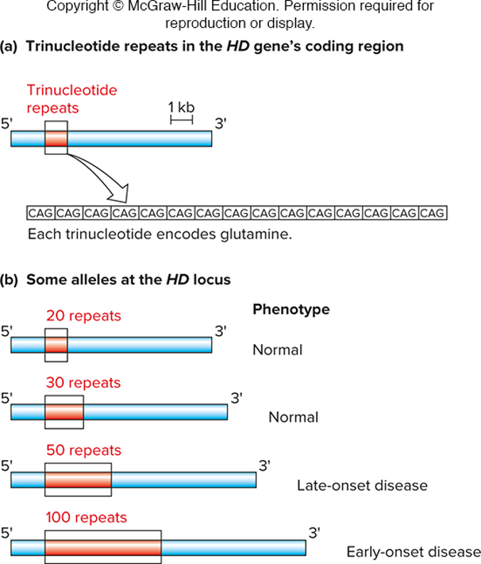 <p>normal alleles have max of 36 CAG repeats…</p><p>-however, disease-causing alleles have 36 or more CAG repeats; allels with an expansion with 42 or more repeats are completely penetrant (HT disease)</p><p>design primers outside of primers tht contain those repeats, look at size of PCR product to determine if disease allele is present</p>