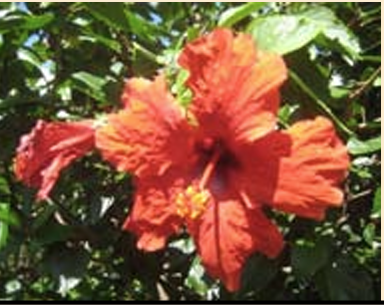 <p>stamens fused around the style of the pistil </p>