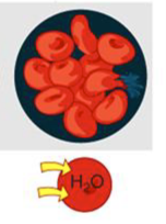 <p>Hypotonic?</p>