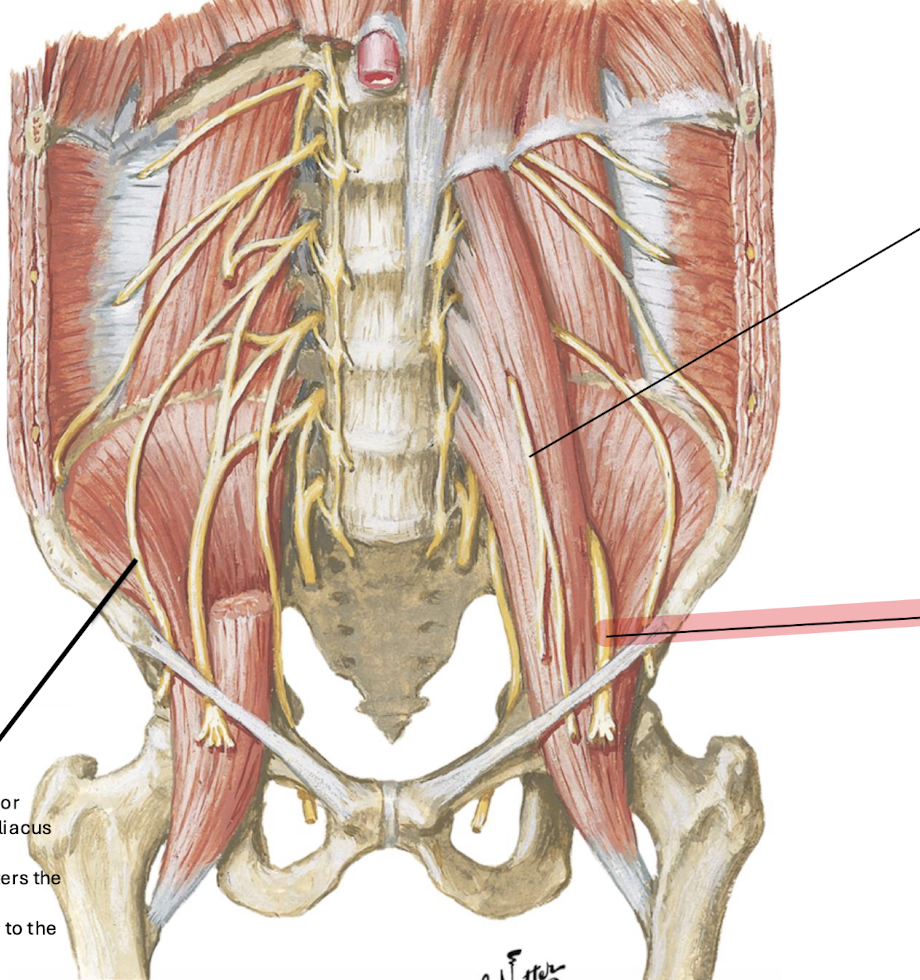 <p>L2 to L4; descends through the psoas major, emerging from its lower lateral border; lies on the lateral border of the psoas major and ASIS; enters the anterior thigh deep to the inguinal ligament.</p>