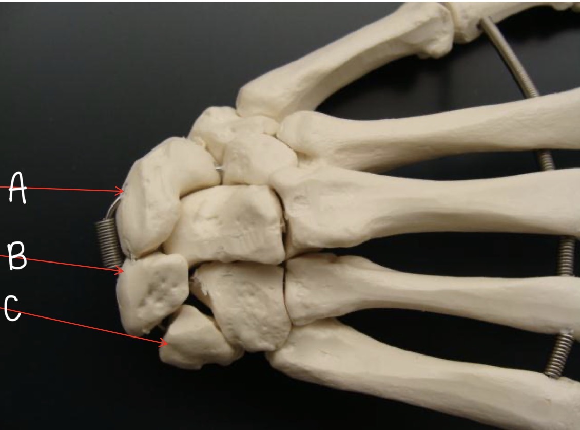 <p>What group of bones are these and name A-C</p>