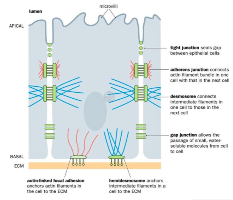 <p>Tight junctions (Zonula occludens): </p><ul><li><p>Structure: Belt-like seals between neighbouring cells, nearest to the apical surface</p></li><li><p>Function: Prevent paracellular leakage (leakage between cells), control passage of ions, water and solutes from => so act as selective barriers, restricting diffusion of water-soluble molecules. </p></li></ul><p>Adherens Junctions (Zonula adherens):</p><ul><li><p>Structure: Belt-like adhesion complexes just below tight junctions, about ½ way down from apical surface</p></li><li><p>Function: Provide mechanical stability and additional transport barrier</p></li></ul><p>Desmosomes (macula adherens):</p><ul><li><p>Structure: Spot-like junctions with cadherin molecules anchored to intermediate filaments, strongest cell-cell adhesion, found ½ way down lateral membranes</p></li><li><p>Function: Provide strong adhesion, especially in tissues under mechanical stress (skin and heart)</p></li></ul><p>Gap Junctions: </p><ul><li><p>Structure: Most widespread of cell-cell junction, made up of connexin proteins towards the base of the lateral membrane</p></li><li><p>Function: Allow direct cell-cell communication via small molecules and ions, can be opened/closed by changes in pH and calcium concentration (important in muscle contraction)</p></li></ul><p></p><p></p>