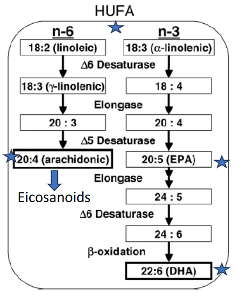 <p>Linoleic acid (18:2n-6) → Δ6 desaturase → γ-linolenic acid (18:3) → elongase → 20:3 → Δ5 desaturase → <strong>arachidonic acid (20:4). </strong></p><ul><li><p>Arachidonic acid is used to produce eicosanoids.</p></li></ul><p></p>