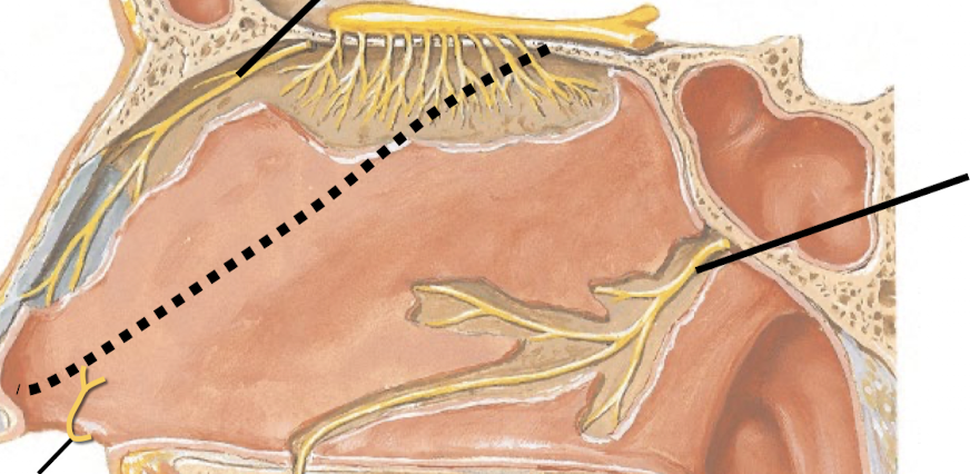<p>Know the sensory and parasympathetic supply to the nasal septum.</p>