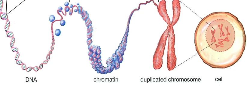 <ol><li><p>DNA wraps around protein to make ______</p></li><li><p>These fold up to make ________</p></li><li><p>These are then duplicated</p></li><li><p>The number of these per cell varies by <strong>species</strong></p></li></ol><p></p>