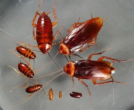 <p>What Pest is this </p>