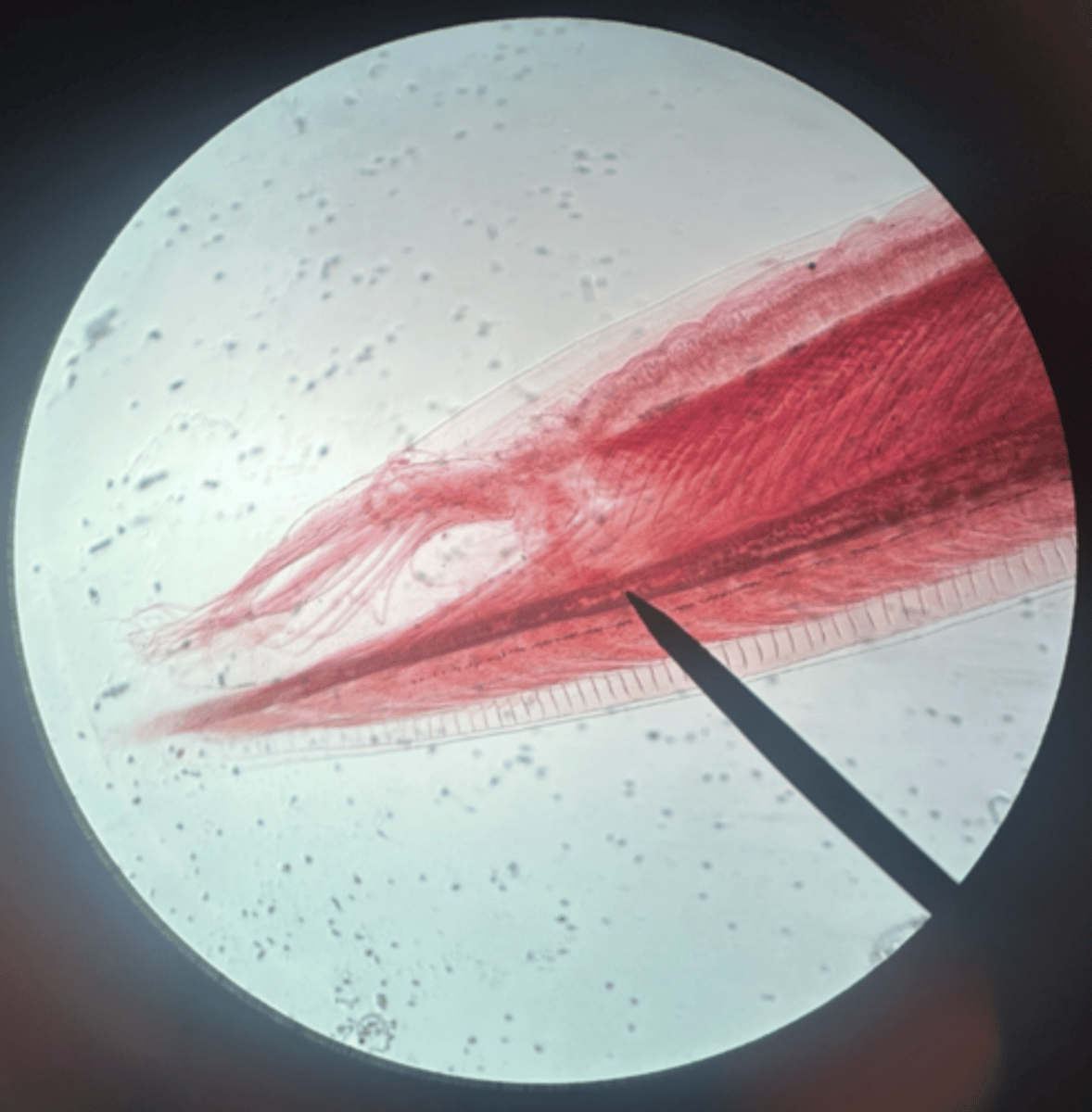 <p>subkingdom eumetaoza</p><p>phylum chordata</p><p>subphylum cephalochordata</p><p>gill slits, notochord, nerve chord, tail</p>