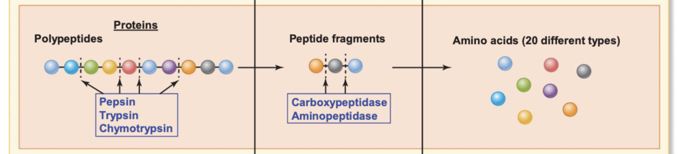 <p>Pepsin, trypsin, chymotrypsin break down polypeptides → carboxypeptidase, aminopeptidase breaks down peptide fragments → amino acids</p>
