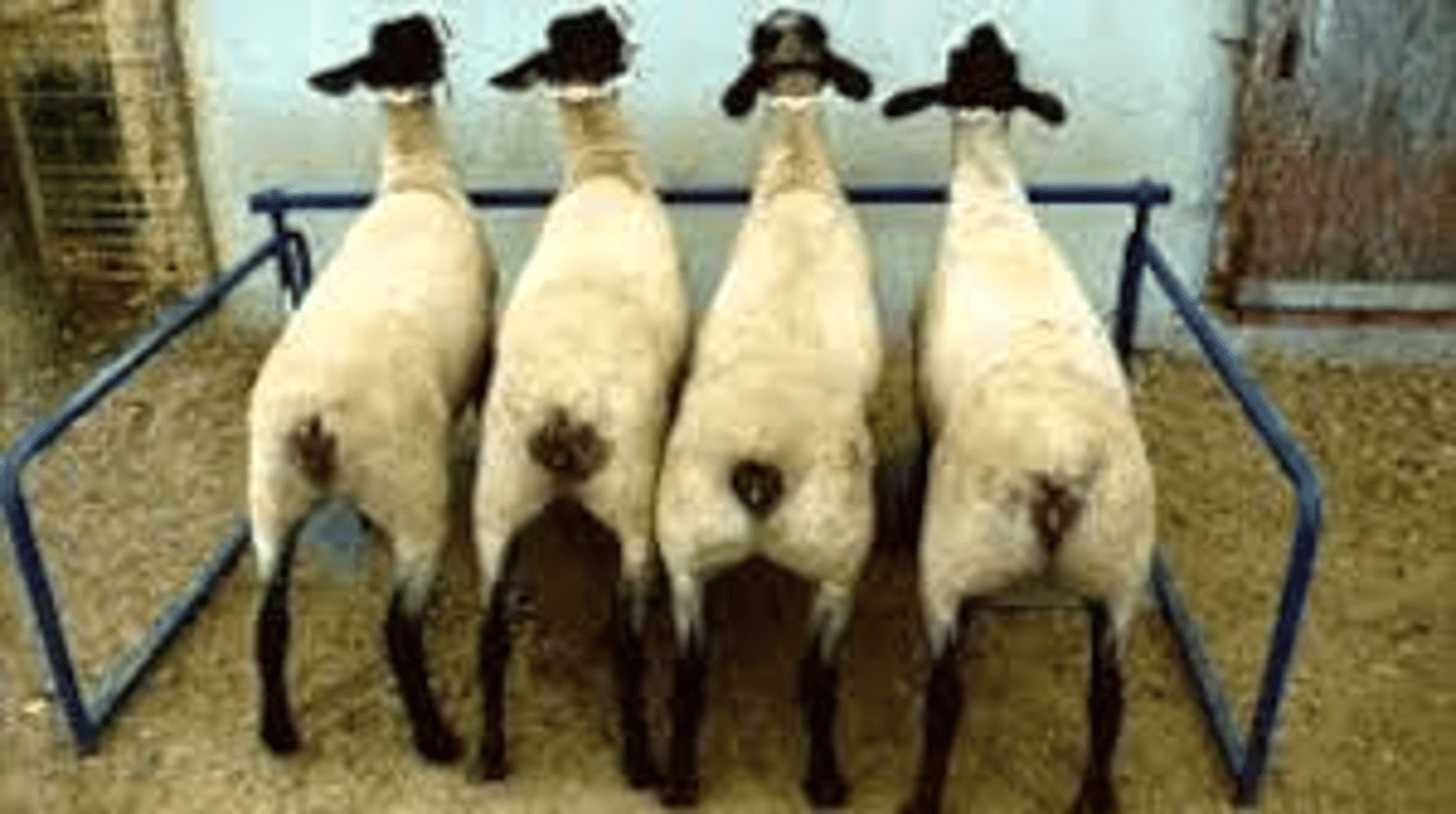 <p>Breed affected: All sheep breeds</p><p>Appearance: Double muscling</p><p>-gene not expressed until 3-4 wks old</p><p>-No intermediate </p><p>Test: N/A</p>