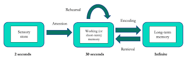 <ul><li><p>Includes sensory memory, STM/WM, and LTM</p></li></ul><p></p>