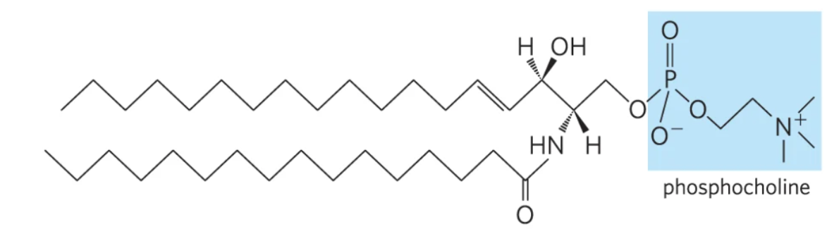 <p>Sphingolipids that contain phosphocholine or phosphoethanolamine as their polar head group</p>