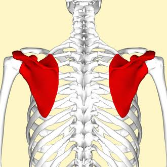 Scapula - Wikipedia