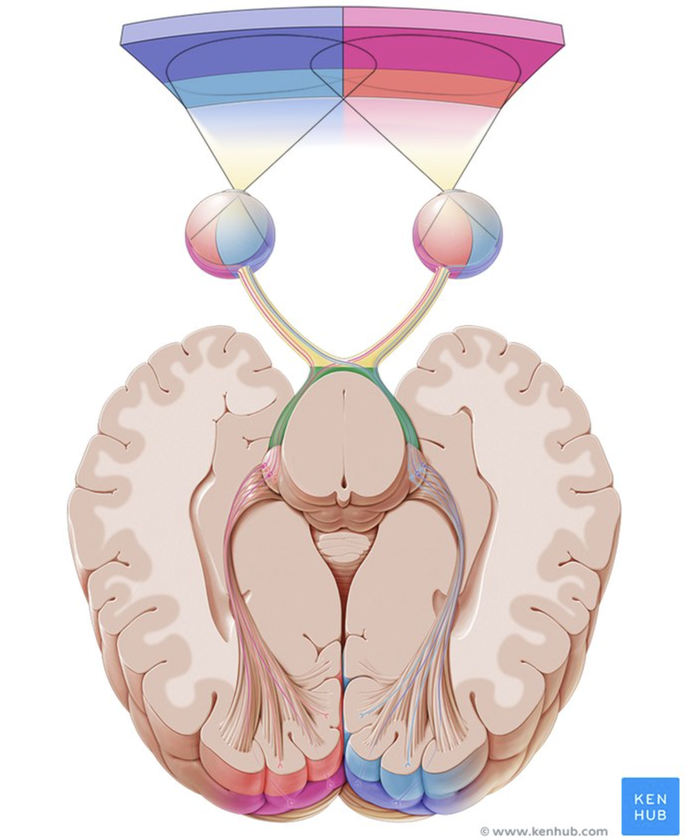 <p>Carries visual information to the brain.</p>