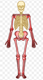 <p>anatomical region that consists of upper and lower limbs</p>