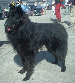 <p>Pasor Belga Groenedael</p>
