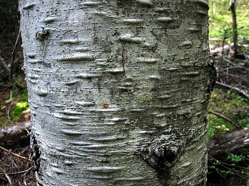 <p>Pacific silver fir: </p><p>Bark silvery gray brown</p><p>Underside needles silvery white</p>