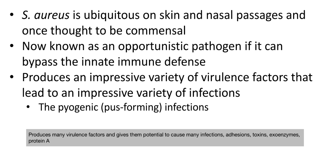 <ul><li><p><em>S. aureus</em> is a Gram-positive bacterium that inhabits human skin and nasal passages</p></li><li><p>It is an opportunistic pathogen capable of causing disease when it breaches innate human defenses</p></li><li><p>It can cause a broad spectrum of infections, particularly pyogenic (pus-forming) infections</p></li></ul><p></p>