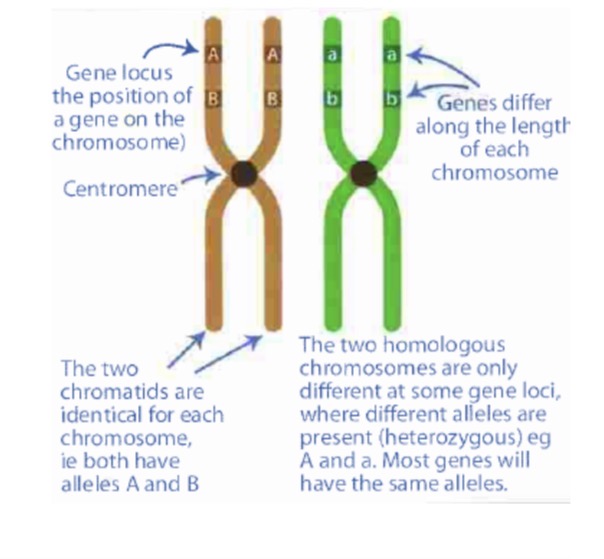 <p>two chromatids of same chromosome are no longer identical</p><p>Some chromatids now have unique sequences or alleles that did not exist in potential chromosome</p><p>The 2 chromatids are now referred to as <mark data-color="#26be04" style="background-color: rgb(38, 190, 4); color: inherit;">recombinants</mark></p><p></p>
