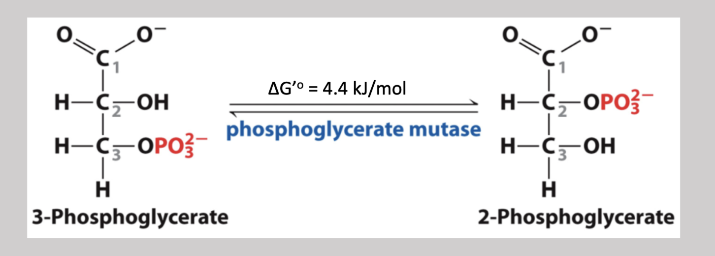 <p>Eith step reversible pathway that transfers a phosphate group from carbon-3 to carbon-2 → 3-phosphoglycerate to 2-phosphoglycerate (isomerase reaction) </p>