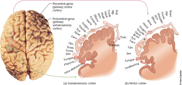 <p>The region of the cerebral cortex containing the postcentral gyrus (primary somatosensory cortex), responsible for touch sensations, body positioning, and spatial/numerical information.</p>