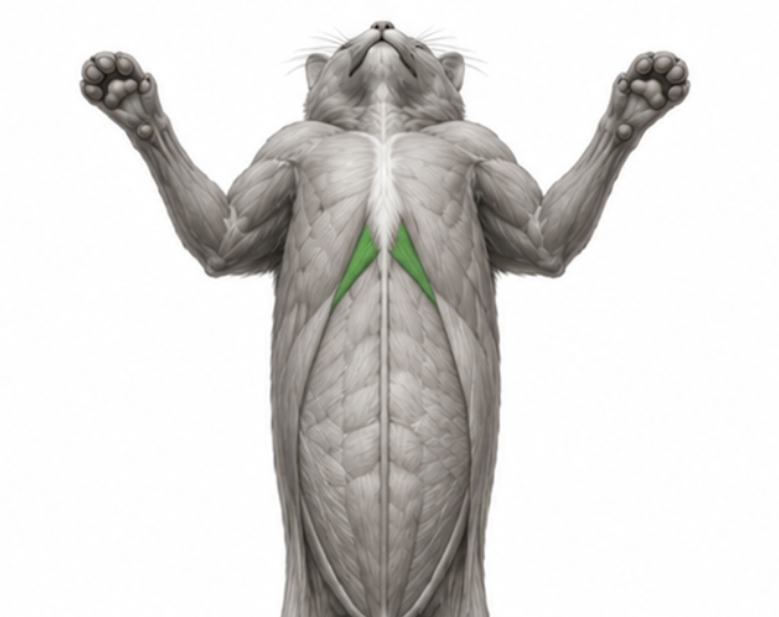 <p>What cat muscle is this?</p>