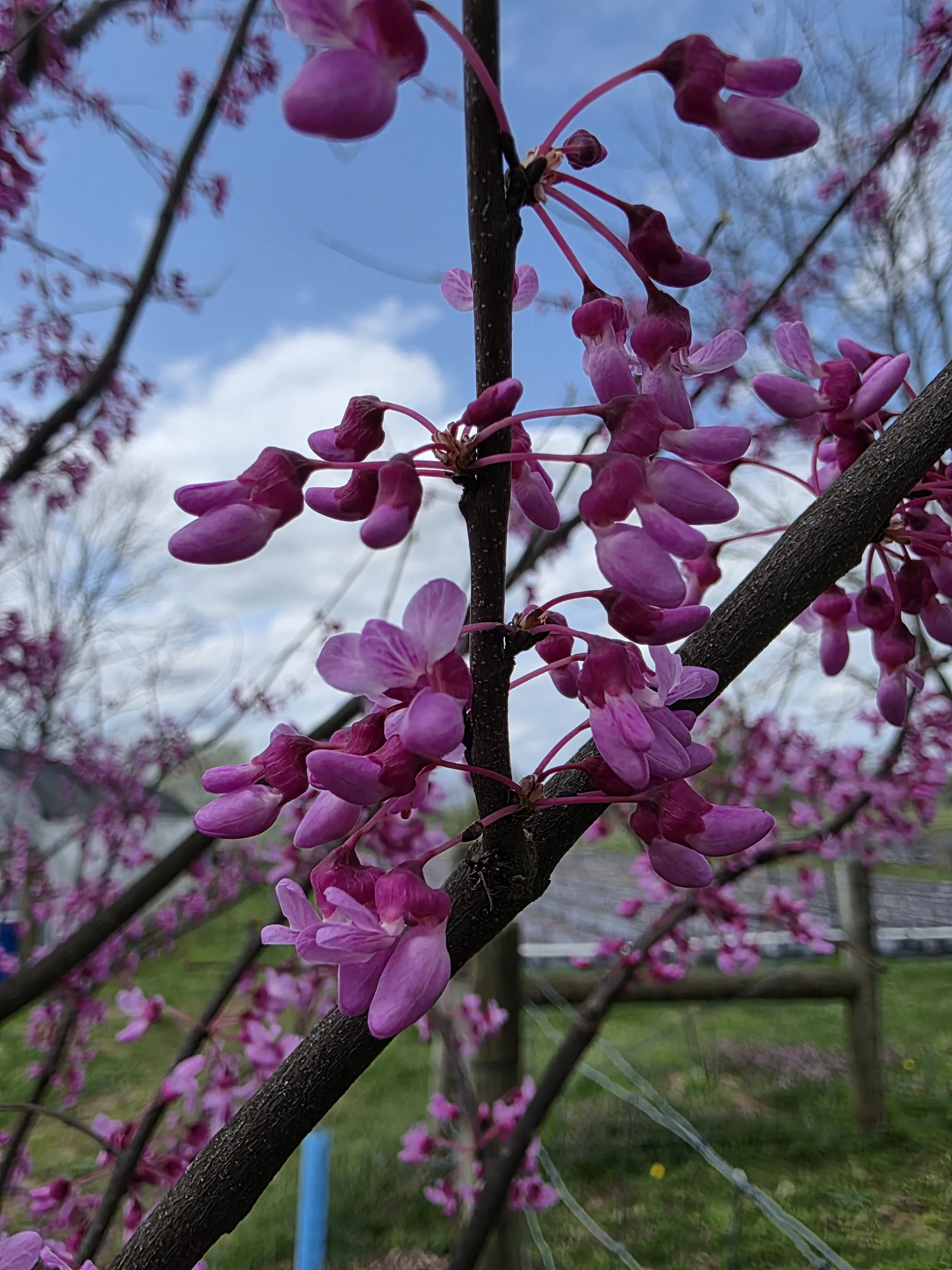 <p>Eastern Redbud</p>