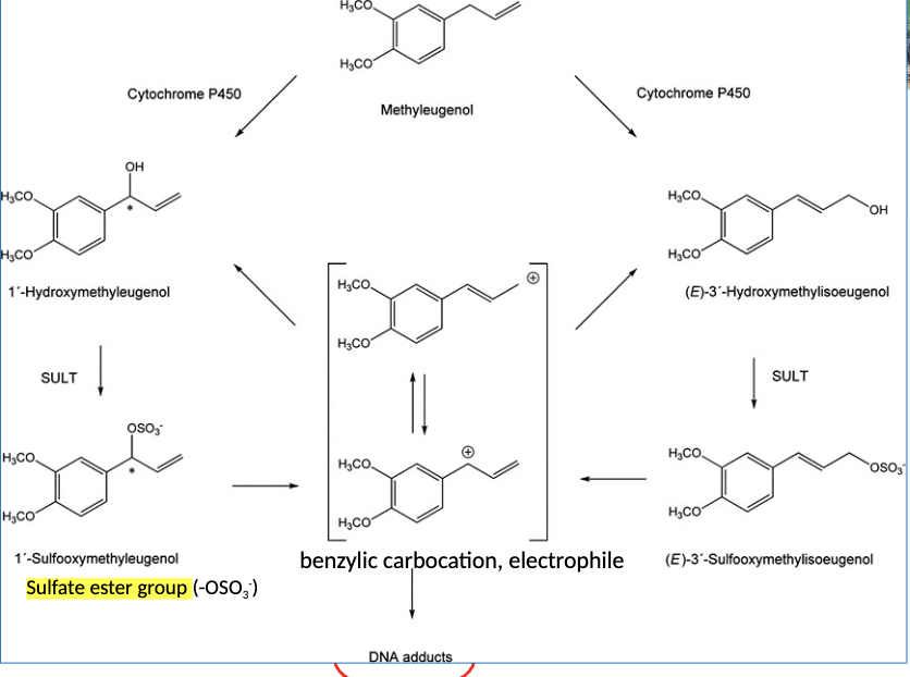 <ul><li><p>DNA adduct could be start of carcinogenesis</p></li><li><p>found as natural consituent in many plants</p></li></ul><p></p>