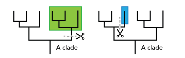 <p>clade is a group of species that includes an ancestral species and all its descendants<br><br>clades can be nested in larger clades </p>