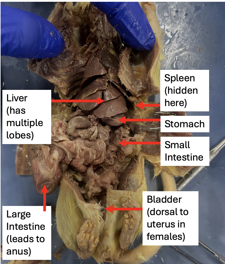 <p>Large Inestine</p>