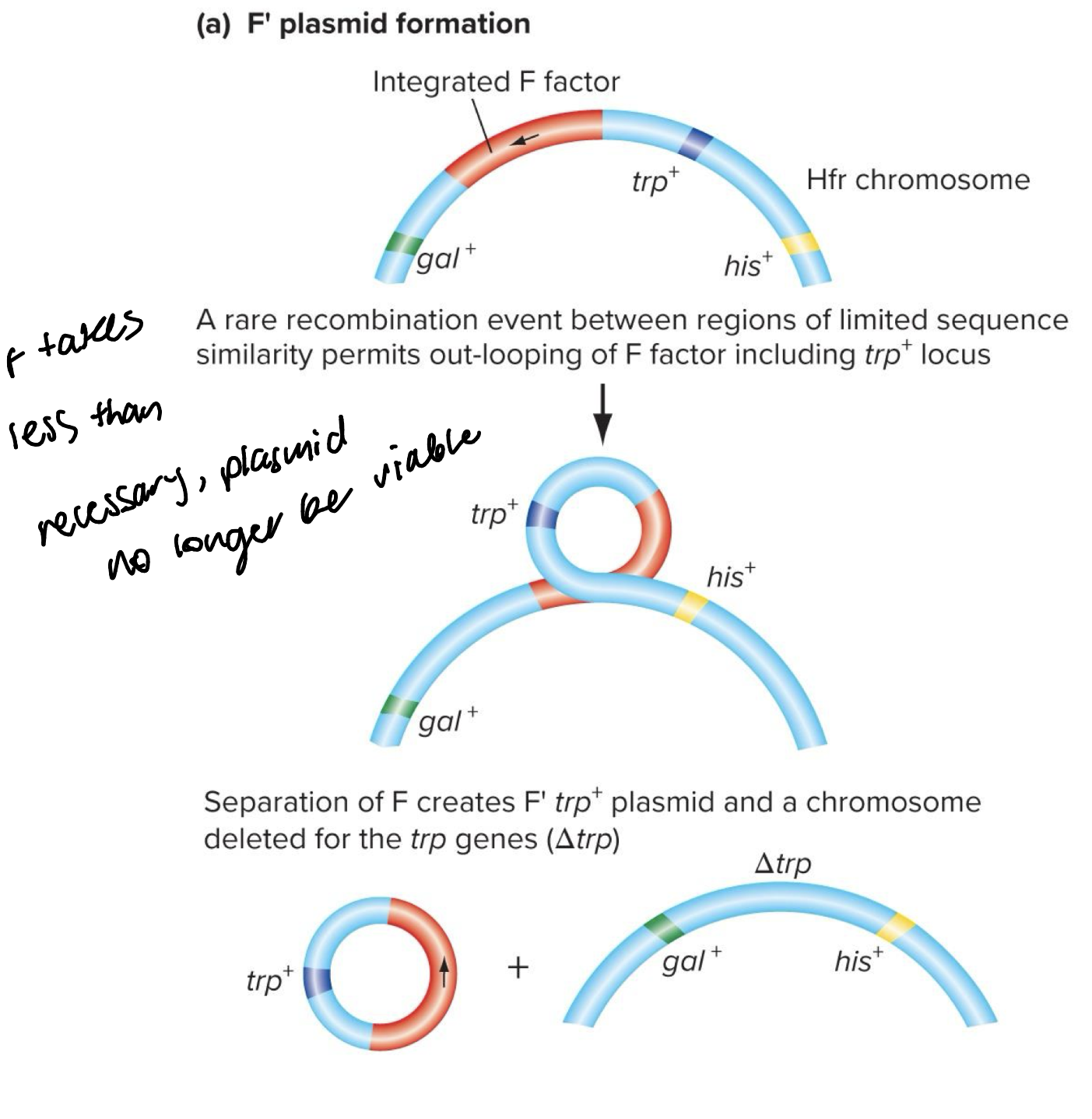 <ul><li><p>F’ plasmids is formed by excision of F plasmid plus some adjacent bacterial chromosomal DNA</p></li><li><p>F’ plasmids replicate independently in bacterial cells </p></li></ul><p></p>