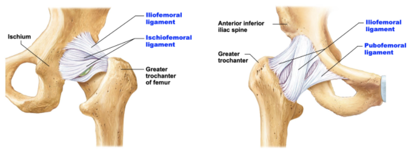 <ul><li><p>stability comes chiefly from acetabulum and capsular ligament</p></li><li><p>acetabulum labrum fibrocartilage prevents slippage from socket</p></li><li><p>muscle tendons contribute somewhat to stability</p></li></ul><p></p>