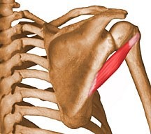 <p>originates on the posterior lateral border of the scapula near the inferior angle; inserts on the greater tubercle of the humerus (inferior to the infraspinatus)</p>