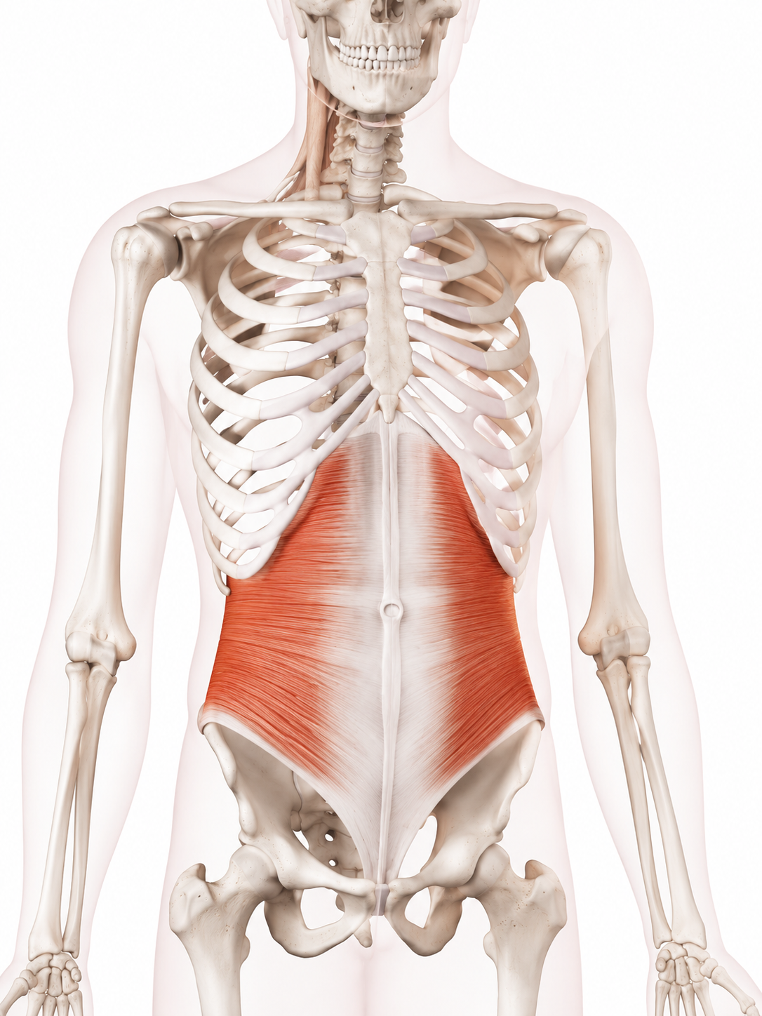 <p>Deepest abdominal muscle with horizontal fibers that compresses the abdomen.</p>