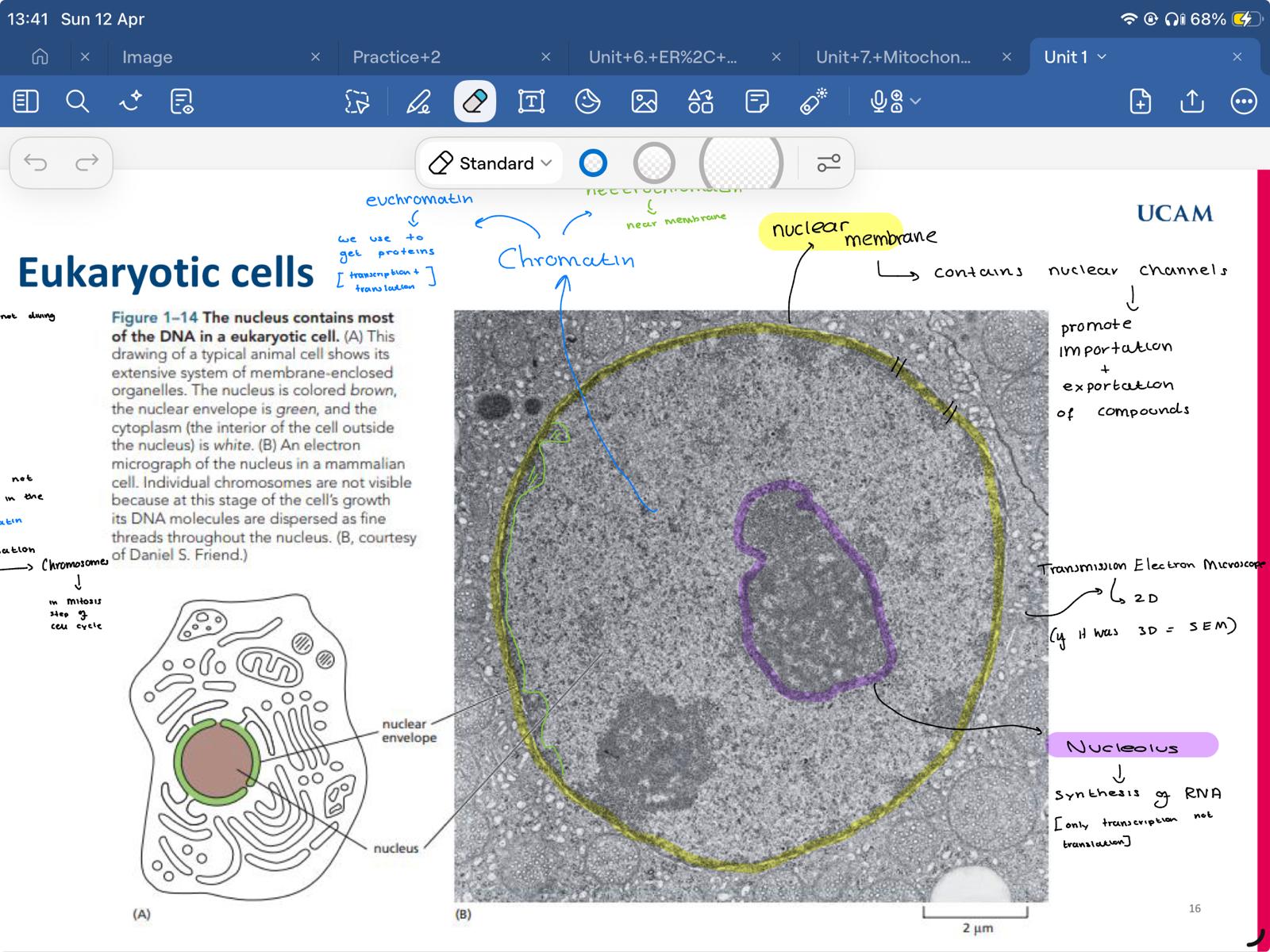 <p>which type of microscope was used to get this picture?</p>