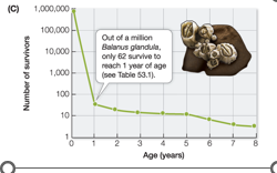 <p>Low juvenile survivorship with high mortality early in life, followed by increased survivorship for those that survive past a certain age, often seen in species that produce many offspring but provide little parental care. </p>