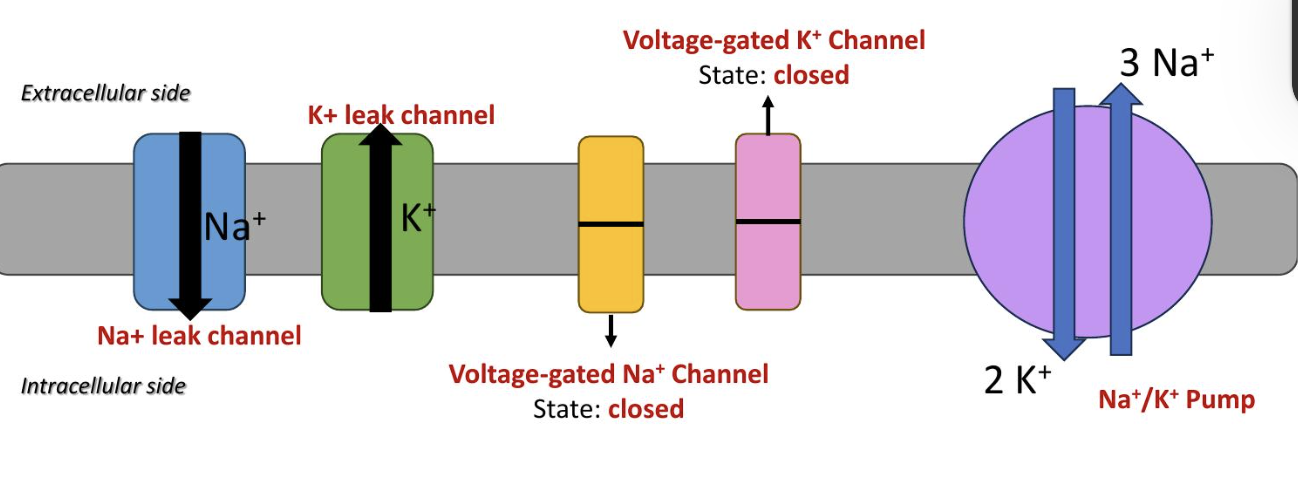 <p>Closed</p>