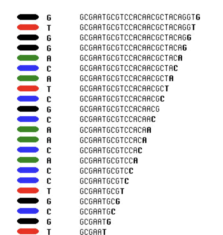 <ul><li><p>Same principle as Sanger sequencing, but simplified.</p></li><li><p>Four ddNTPs are labeled with different fluorescent dyes in one tube.</p></li><li><p>All fragments are run together in a single gel lane.</p></li><li><p>Fragments are still separate by size but show up as coloured bands </p></li><li><p>Colours have different wavelengths which can be read by a computer </p></li><li><p>Computer translates the colours into the order of the nucleotides</p></li></ul><p></p>