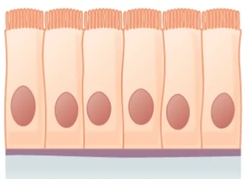 <p>Simple epithelium </p>