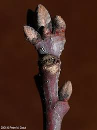 <p>White oak (Quercus alba)</p>